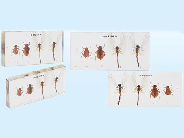 蜻蜓動物標本